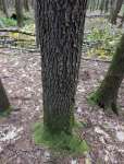 Вишня американская (Prunus serotina)