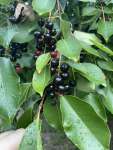 Вишня американская (Prunus serotina)