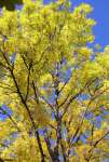 Ясень обыкновенный (Fraxinus excelsior)