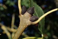 Ясень обыкновенный (Fraxinus excelsior)