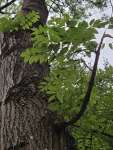 Ясень обыкновенный (Fraxinus excelsior)