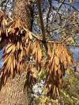 Ясень обыкновенный (Fraxinus excelsior)