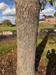 Ясень обыкновенный (Fraxinus excelsior)