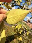 Ясень обыкновенный (Fraxinus excelsior)
