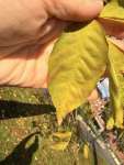 Ясень обыкновенный (Fraxinus excelsior)