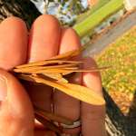 Ясень обыкновенный (Fraxinus excelsior)