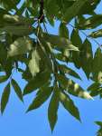 Ясень обыкновенный (Fraxinus excelsior)