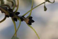 Ясень обыкновенный (Fraxinus excelsior)