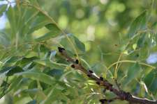 Ясень обыкновенный (Fraxinus excelsior)