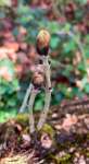 Ясень обыкновенный (Fraxinus excelsior)