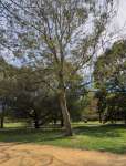Ясень обыкновенный (Fraxinus excelsior)