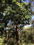 Анакардиум высокий (Anacardium excelsum), или Дикий кешью