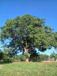 Анакардиум высокий (Anacardium excelsum), или Дикий кешью