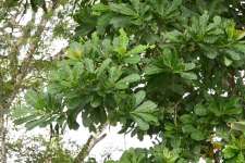 Анакардиум высокий (Anacardium excelsum), или Дикий кешью