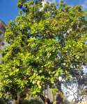 Анакардиум высокий (Anacardium excelsum), или Дикий кешью