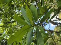 Анакардиум высокий (Anacardium excelsum), или Дикий кешью