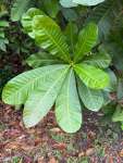 Анакардиум высокий (Anacardium excelsum), или Дикий кешью