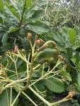 Анакардиум высокий (Anacardium excelsum), или Дикий кешью