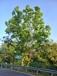 Анакардиум высокий (Anacardium excelsum), или Дикий кешью