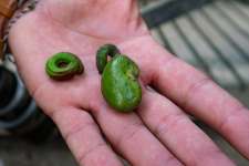 Анакардиум высокий (Anacardium excelsum), или Дикий кешью