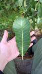 Анакардиум высокий (Anacardium excelsum), или Дикий кешью