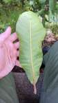 Анакардиум высокий (Anacardium excelsum), или Дикий кешью