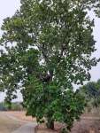 Анакардиум высокий (Anacardium excelsum), или Дикий кешью