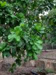 Анакардиум высокий (Anacardium excelsum), или Дикий кешью