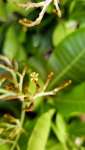 Анакардиум высокий (Anacardium excelsum), или Дикий кешью