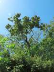 Анакардиум высокий (Anacardium excelsum), или Дикий кешью