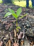 Анакардиум высокий (Anacardium excelsum), или Дикий кешью