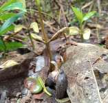 Анакардиум высокий (Anacardium excelsum), или Дикий кешью