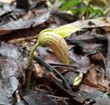 Анакардиум высокий (Anacardium excelsum), или Дикий кешью