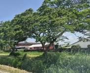 Ятоба (Hymenaea courbaril)