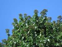 Ятоба (Hymenaea courbaril)