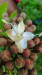 Ятоба (Hymenaea courbaril)