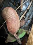 Ятоба (Hymenaea courbaril)