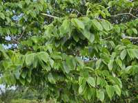 Ятоба (Hymenaea courbaril)