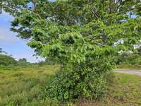 Ятоба (Hymenaea courbaril)