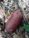 Ятоба (Hymenaea courbaril)