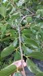 Ятоба (Hymenaea courbaril)