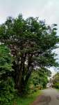Ятоба (Hymenaea courbaril)
