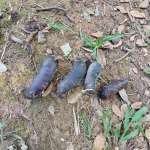 Ятоба (Hymenaea courbaril)