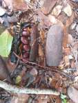Ятоба (Hymenaea courbaril)