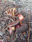 Ятоба (Hymenaea courbaril)