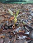Ятоба (Hymenaea courbaril)