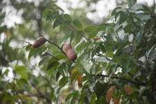 Ятоба (Hymenaea courbaril)