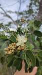 Ятоба (Hymenaea courbaril)