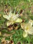 Ятоба (Hymenaea courbaril)