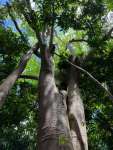 Ятоба (Hymenaea courbaril)